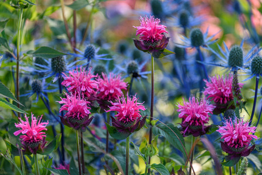 Garden close up of pink bee balm in bloom, with blue thistle in the background 