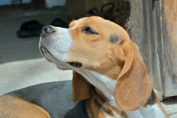 Dog beagle 2