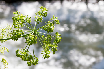 big hemlock flower