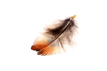 The feathers, white background