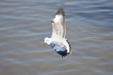 close up white seagull bird