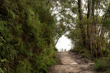 Bush track in the Blue Mountains, NSW, Australia.
