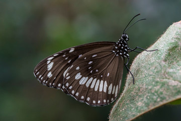 Obraz na płótnie Canvas Butterfly perched on a leaf.