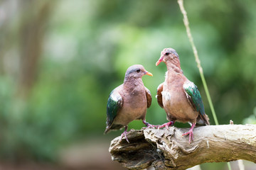 A pair of Emerald Doves.