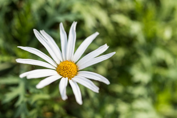 Obraz premium Close up of white African daisy.