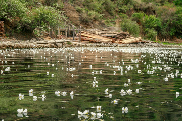 Fototapeta na wymiar Beautiful serene water with flowers on the surface
