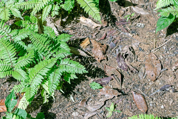 Blurred nature background with rainforest flora of Amazon River basin in South America