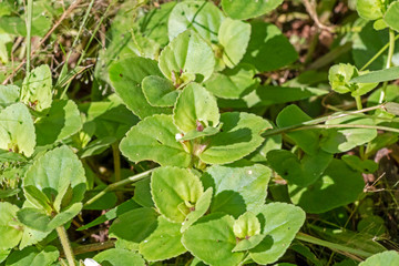 Blurred nature background with rainforest flora of Amazon River basin in South America