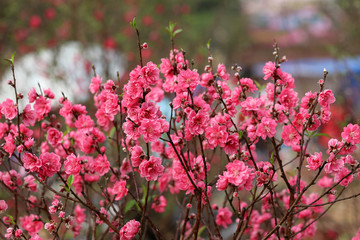 Close up of peach blossoms in Spring