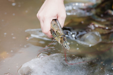 Hand holding white shrimp On a blurred background of white shrimp in a bucket