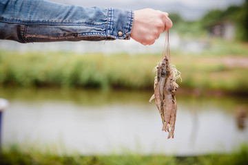 Hands are holding the whiskers of white shrimp. On a blurred background of shrimp farms