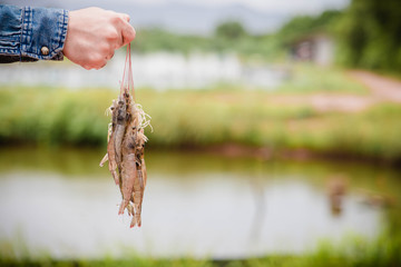 Hands are holding the whiskers of white shrimp. On a blurred background of shrimp farms