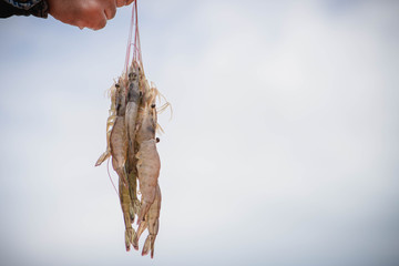 Hands are holding the whiskers of white shrimp. On a blurred background of the sky