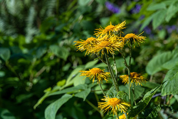 Cheerful yellow daisies blooming against a blurred green garden background