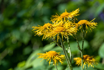 Cheerful yellow daisies blooming against a blurred green garden background