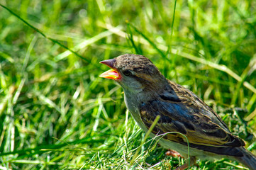bird on grass
