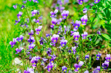 blue flowers in the garden
