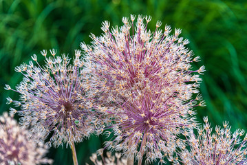 Large Ornamental Onion, Allium, seed heads against a blurred green garden background
