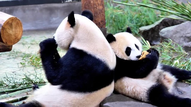 Cute happy giant panda family eating fresh bamboo shoots together, back by back, mother and child panda. Close up view, 4K footage, slow motion.