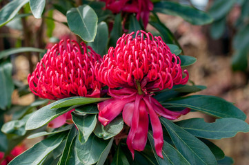 Waratah flowers in a full bloom. New South Wales emblem. Australian native flower