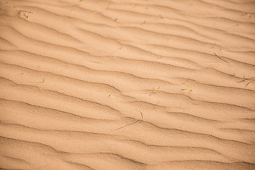 Fototapeta na wymiar Ripple sand dunes, Perry Sandhills, Australia