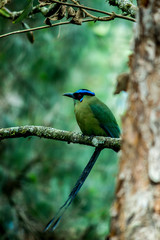 Momotus aequatorialis ( Momoto / Barranquero)