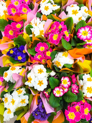 Colorfull Bright beautiful primrose gift. 