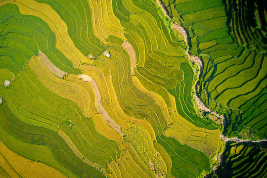 Nice ripen rice terraces viewed from a drone. © hcongthanh