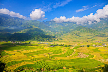 Fototapeta premium Ripen rice terraces in Northern Vietnam at harvesting time