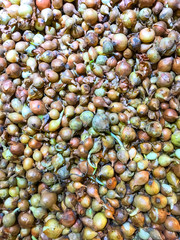 Small vegetable bulbs for spring planting in garden.