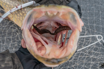 Fishing. Big pike fish trophy with soft lure in jaw.