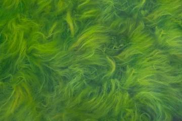 Garden poster Green Green seaweed and blooming water. Close-up of lake surface.