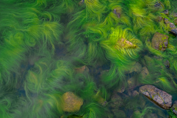 Green seaweed and blooming water. Close-up of lake surface. - obrazy, fototapety, plakaty