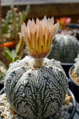 Cactus flower, Cactus  in the  Garden.