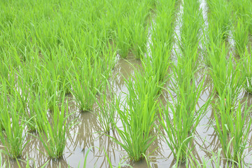 　Rice field