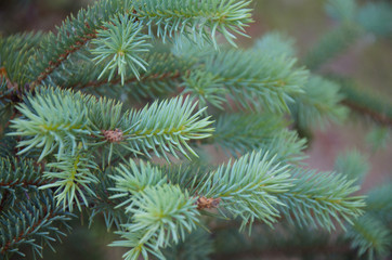 close up of green spruce branch on blurred background