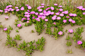 Carpbrotus (also known as pigface or beach bananas  or karkalla or sour fig or ice plant). Beautiful pink flowers