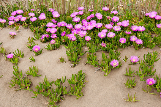 Carpbrotus (also as pigface or beach bananas or or sour fig or ice plant). Beautiful pink flowers Stock Photo | Adobe Stock