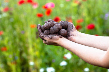 woman is holding fresh produced seed balls or seed bombs