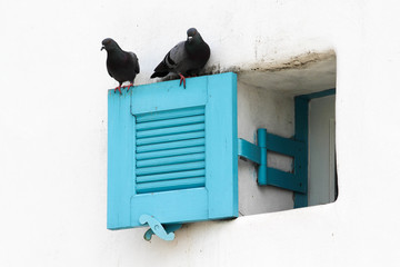 Open blue louver window with 2 pigeons on white concrete  wall.