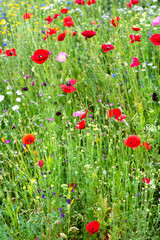 field with red poppies and other flowers