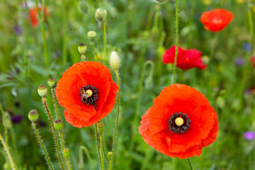 field with red poppies and other flowers