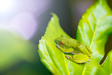 モリアオガエル