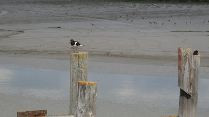 Oyster Catcher on a river bank nesting and enjoying the day 3