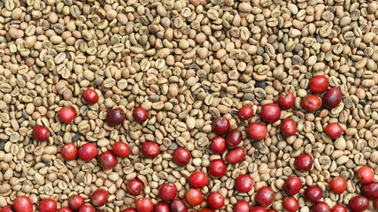 Coffee beans and fresh berries beans for background                        