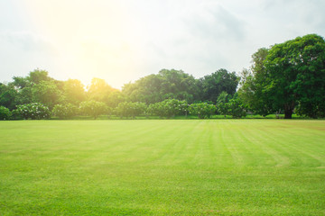 Blurred green lawn and sun light
