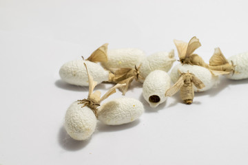 Silk Moth on Silk Cocoon