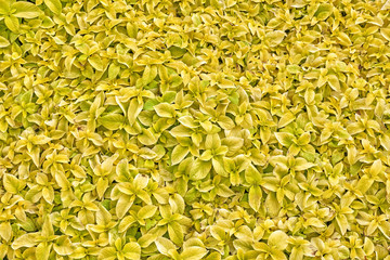flower pattern natural color of flowers texture green and yellow background top down view of floral abstract wallpaper for design high resolution flat photo