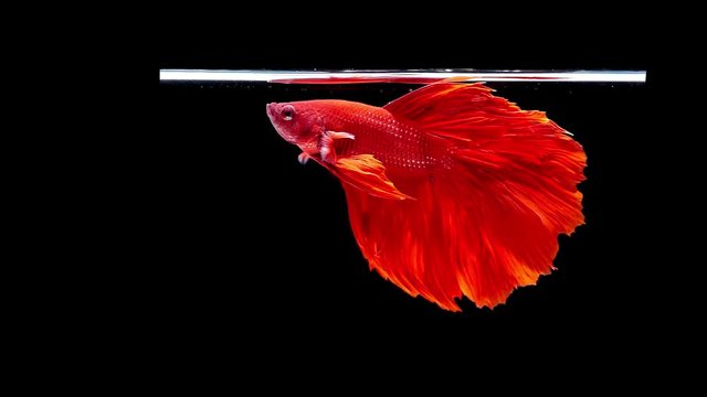 Colorful Orange Betta Siamese fighting fish, Siamese Fighting Fish as National Aquatic Animal in super slow motion on black background, popular aquarium fish