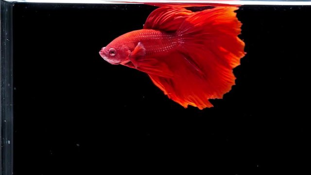 Colorful Orange Betta Siamese fighting fish, Siamese Fighting Fish as National Aquatic Animal in super slow motion on black background, popular aquarium fish